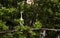 Hybrid of snowy egret and a little blue heron Egretta thula x caerulea perched on the mangroves