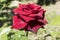 Hybrid Tea dark red rose `Norita` flower