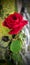 Hybrid tea red rose, nice weather, grey sky, wet look, plant, flower, green, beautiful nature, garden