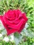 hybrid tea rose, burgundy on green