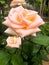 Hybrid tea rose peach avalange