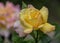 Hybrid Tea rose, `Peer Gynt`. Garden roses, ornamental, popular flowering plants in the world. Large size of flower, wide range