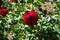 Hybrid tea rose, Rosa \\\'Burgund 81\\\' blooms with bright blood red with velvet sheen flowers in July in the park.