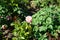 Hybrid tea rose, Rosa \\\'Philatelie\\\' blooms with red-cream white marbled flowers in July in the park.