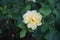 Hybrid tea rose, Rosa \\\'Sterntaler\\\', blooms with medium yellow with partly red edge flowers in July in the park.