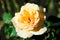 Hybrid Tea Rose Tahitian Sunset flower plant