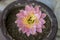 Hybrid Torch Cactus Echinopsis pink flower