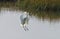 Hybrid Tricoloured Heron x Snowy Egret 02