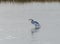Hybrid Tricoloured Heron x Snowy Egret Catching a Fish 08