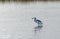 Hybrid Tricoloured Heron x Snowy Egret Catching a Fish 09