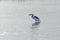 Hybrid Tricoloured Heron x Snowy Egret Catching a Fish 10