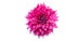 Hybrid Vivid Pink Dahlia flower in autumn isolated