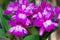 Hybrid vivid pink dendrobium orchid flower