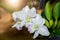 Hybrid white cattleya flower with sunlight,