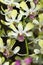 Hybrid white and green dendrobium orchid flower