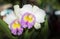 Hybrid white and pink cattleya orchid flower