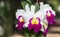 Hybrid white and red cattleya orchid flower