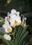 Hybrid white vanda orchid flower
