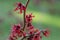 Hybrid Witchhazel Hamamelis x Intermedia Red Grace, crinkled Bordeaux red flowers