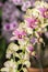 Hybrid Yellow Dendrobium orchid flower