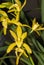 Hybrid yellow Oncidium orchid flower