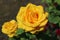 Hybrid yellow-orange rose flowers