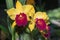 Hybrid yellow with red cattleya orchid flower