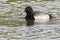 Hybride Kuifeend x Tafeleend, Hybrid Tufted Duck x Common Pochard, Aythya fuligula x Aythya ferina