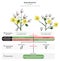 Hybridization Infographic Diagram with example of cotton plant
