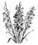 Hybrids from Gladiolus Gandavensis vintage illustration