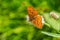 Hydaspe Fritillary Speyeria hydaspe butterfly, Yosemite National Park, California