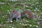Hyde Park - grey squirrel sitting on lawn with daisies