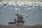 Hyde Park, London - ducks next to and on a shiny water.