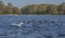 Hyde Park, London - ducks and seagulls floating on blue waters.