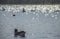 Hyde Park, London - ducks swimming on a shiny water.