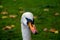 Hyde park, london, vulgar swan, also called mute or white swan. United Kingdom