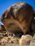 Hyden, Western Australia - Apr 26, 2015: Tourist enjoy exploring the natural rock formation knowna s