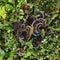 Hydnellum concrescens in the fall foliage