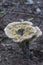 Hydnellum suaveolens mushroom