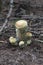 Hydnellum suaveolens mushroom