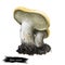 Hydnum repandum sweet tooth, wood hedgehog mushroom, basidiomycete fungus of family Hydnaceae isolated on white. Digital art