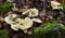 Hydnum repandum Wood Hedgehog Fungi