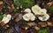 Hydnum repandum Wood Hedgehog Fungi