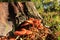 Hydnum rufescens autumn mushroom in sunlight