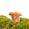 Hydnum rufescens mushroom