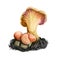 Hydnum rufescens terracotta hedgehog, is edible basidiomycete of family Hydnaceae isolated on white. Digital art illustration,