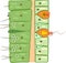 Hydra body wall structure. Educational material for lesson of zoology