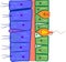 Hydra body wall structure. Educational material for lesson of zoology