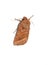 Hydraecia micacea Nocturnal rosy rustic moth