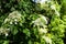 Hydrangea anomala subst. petiolaris, closeup image